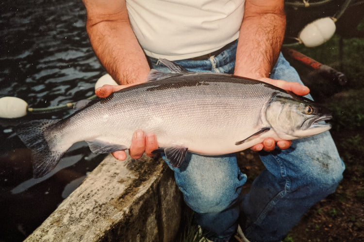 man holds sockeye salmon in hands