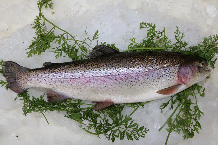 vancouver rainbow trout on bed of ice