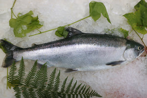 Sockeye Salmon