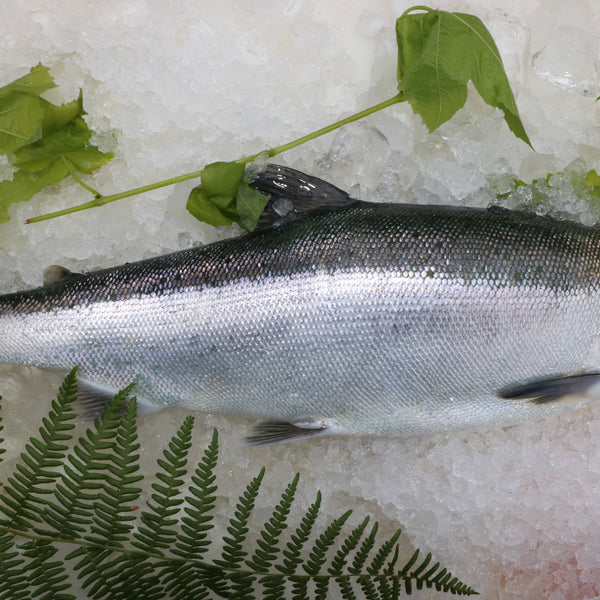 Sockeye Salmon