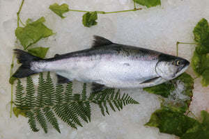 Sockeye Salmon