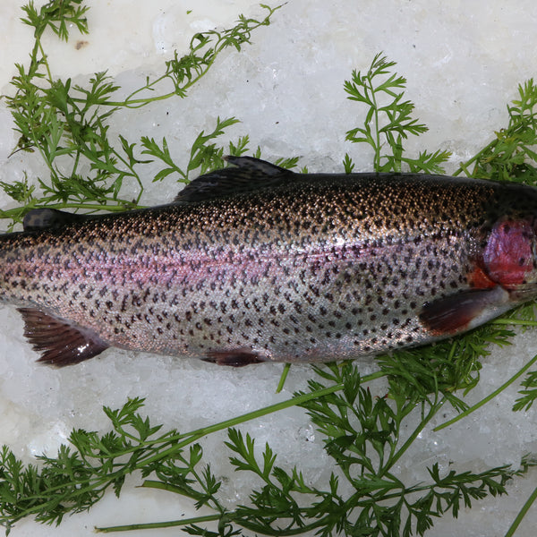 Rainbow Trout
